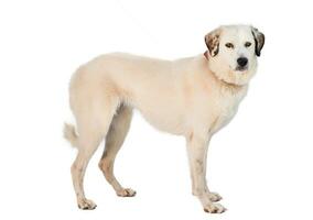 Medium sized rescue dog isolate on a white background photo