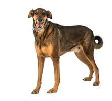 Medium sized rescue dog isolate on a white background photo