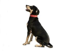 Medium sized rescue dog isolate on a white background photo