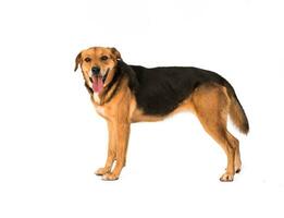 Medium sized rescue dog isolate on a white background photo