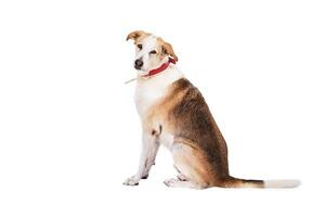 Medium sized rescue dog isolate on a white background photo