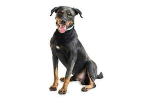 Medium sized rescue dog isolate on a white background photo