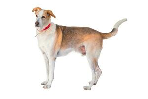 Medium sized rescue dog isolate on a white background photo