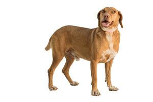Medium sized rescue dog isolate on a white background photo