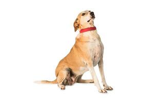 Medium sized rescue dog isolate on a white background photo