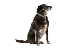 Medium sized rescue dog isolate on a white background photo