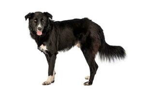 Medium sized rescue dog isolate on a white background photo