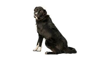 Medium sized rescue dog isolate on a white background photo