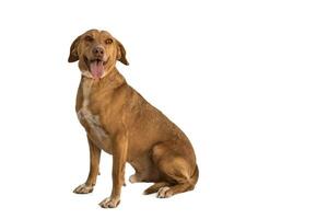 Medium sized rescue dog isolate on a white background photo