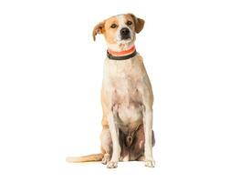 Medium sized rescue dog isolate on a white background photo