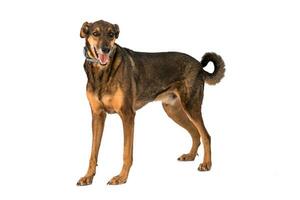 Medium sized rescue dog isolate on a white background photo