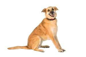Medium sized rescue dog isolate on a white background photo