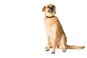 Medium sized rescue dog isolate on a white background photo