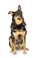 Medium sized brown and black rescue dog isolate on a white background photo