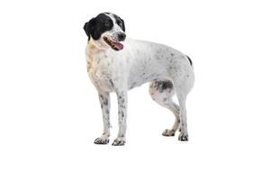 Medium sized rescue dog isolate on a white background photo