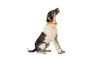 Medium sized rescue dog isolate on a white background photo