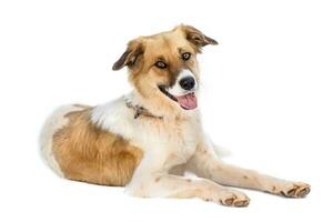 Medium sized rescue dog isolate on a white background photo