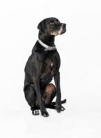 Medium sized rescue dog isolate on a white background photo