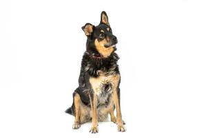 Medium sized brown and black rescue dog isolate on a white background photo