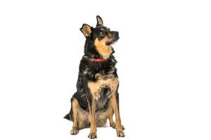 Medium sized brown and black rescue dog isolate on a white background photo