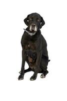 Medium sized rescue dog isolate on a white background photo