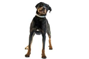 Medium sized rescue dog isolate on a white background photo