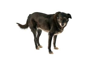 Medium sized rescue dog isolate on a white background photo