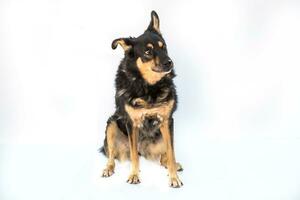 Medium sized brown and black rescue dog isolate on a white background photo