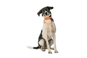 Medium sized rescue dog isolate on a white background photo