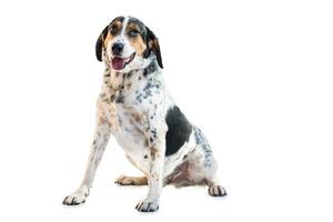 Medium sized rescue dog isolate on a white background photo