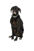 Medium sized rescue dog isolate on a white background photo