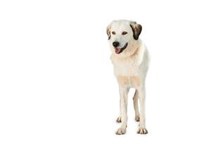 Medium sized rescue dog isolate on a white background photo