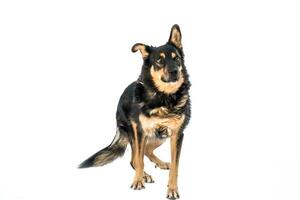 Medium sized brown and black rescue dog isolate on a white background photo