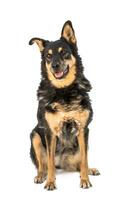 Medium sized brown and black rescue dog isolate on a white background photo