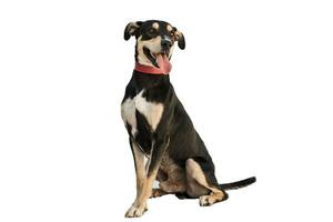 Medium sized rescue dog isolate on a white background photo