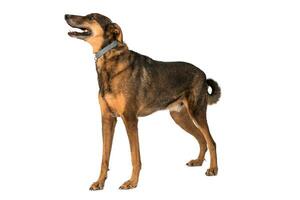 Medium sized rescue dog isolate on a white background photo