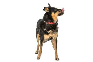 Medium sized brown and black rescue dog isolate on a white background photo