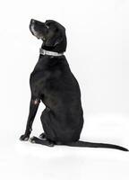 Medium sized rescue dog isolate on a white background photo