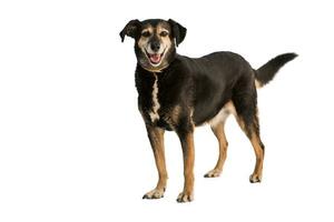 Medium sized rescue dog isolate on a white background photo