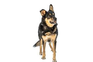 Medium sized brown and black rescue dog isolate on a white background photo