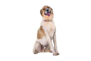 Medium sized rescue dog isolate on a white background photo