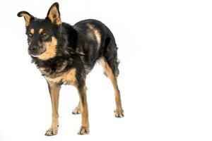 Medium sized brown and black rescue dog isolate on a white background photo