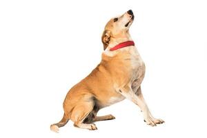 Medium sized rescue dog isolate on a white background photo