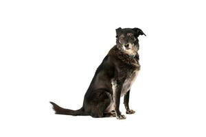 Medium sized rescue dog isolate on a white background photo