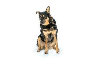 Medium sized brown and black rescue dog isolate on a white background photo