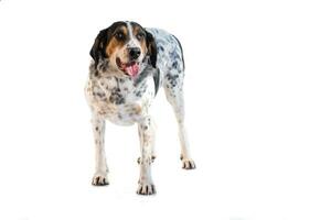 Medium sized rescue dog isolate on a white background photo