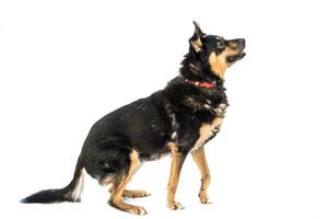 Medium sized brown and black rescue dog isolate on a white background photo