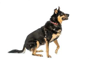 Medium sized brown and black rescue dog isolate on a white background photo