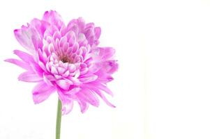 Pink Dahlia isolated on a white background photo