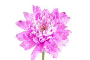 Pink Dahlia isolated on a white background photo